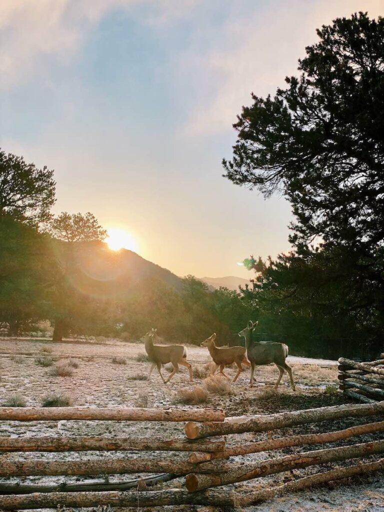 whaleBeing Mental Health & Wellness Retreat - deer with mountain and sunrise in background